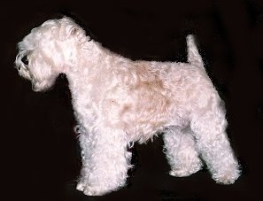 Fëanáro Caran Celebrindal