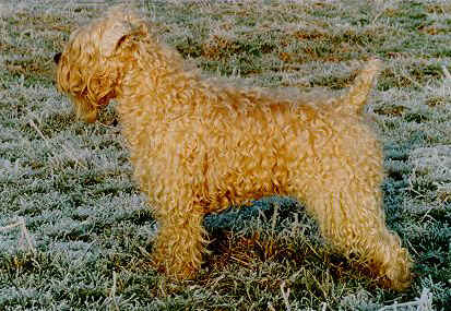 Eogan Eglorfindel Mo Lurgan Findel