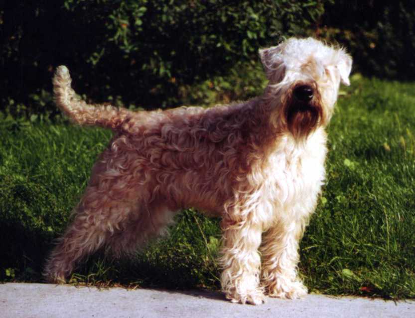 Geijes Teanaro Finnen