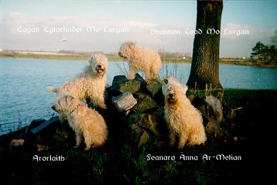 Mijn eerste Wheatens, foto gemaakt in ± 1990 (© MBB)