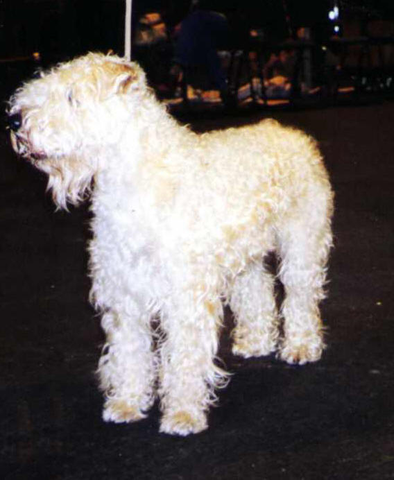 Fëanáro Geal Madra Maureen