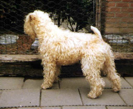 Shannon Céad Mo Lurgan, Kleio