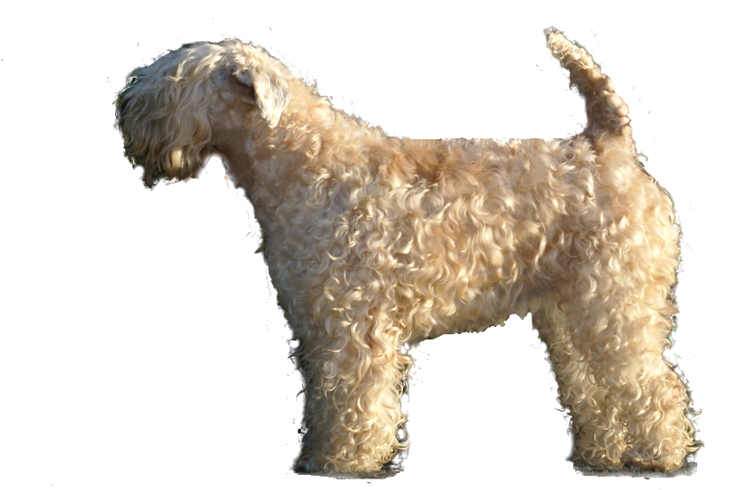 Fëanáro Inishannon Dervla