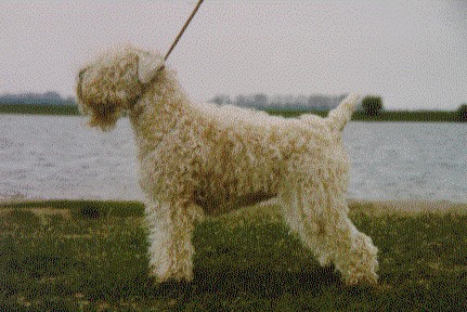 Fëanáro Bragollach Laurelin