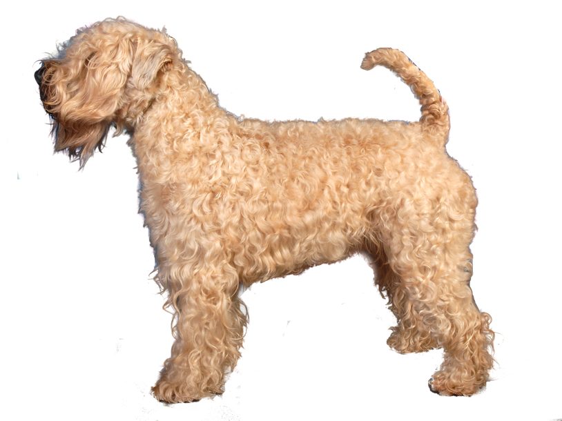 Fëanáro Rionnagh Tegwen