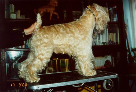 Max na de knipbeurt...