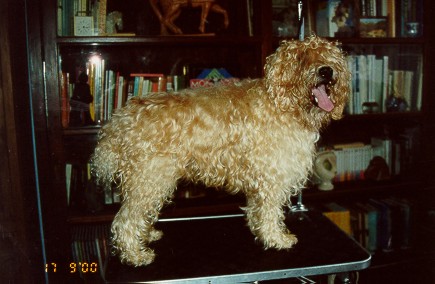 Max vóór de knipbeurt...